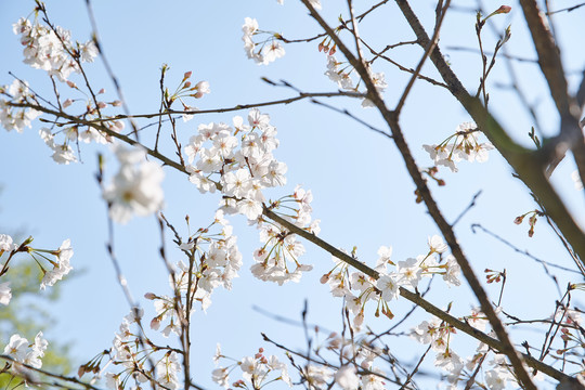 樱花