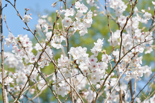 樱花