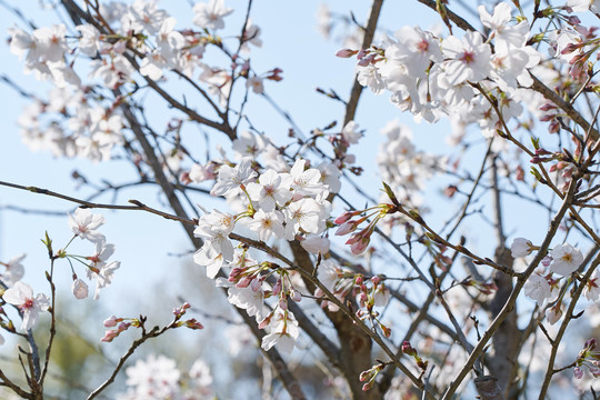 樱花