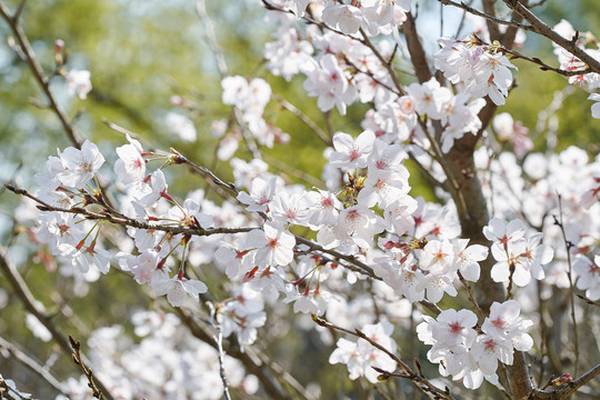 樱花