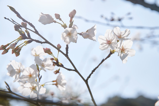 樱花