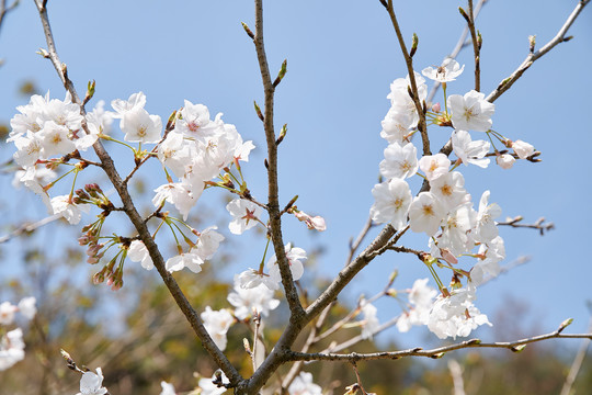 樱花