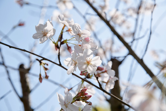 樱花