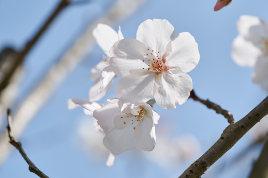 樱花