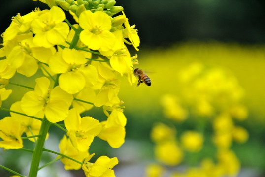 油菜花与蜜蜂