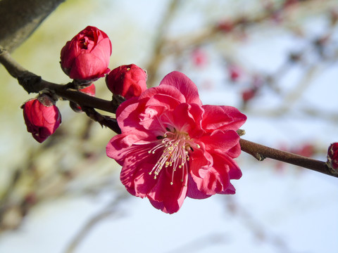 粉红色樱花盛开图片素材