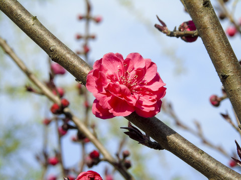 枝头粉色樱花图片