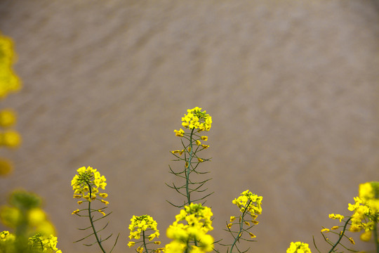 油菜花