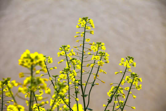 油菜花