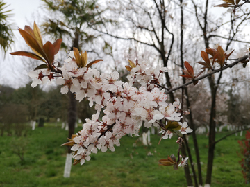 红叶李 李花