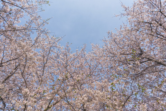 樱花素材