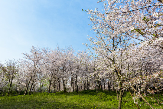 樱花素材