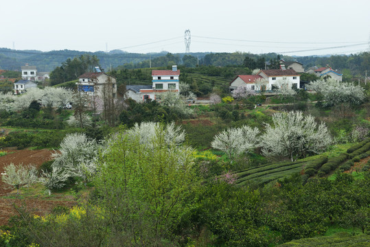 春到山村