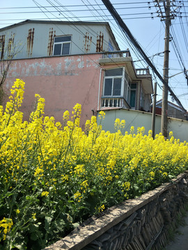 春暖油菜地