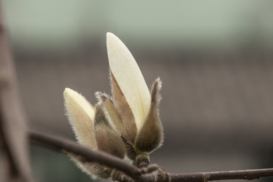 白玉兰花