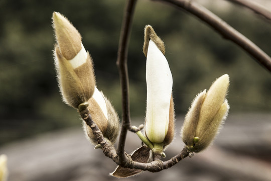 白玉兰花