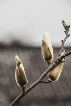 白玉兰花