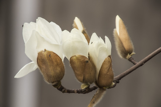 白玉兰花