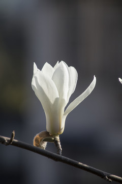 白玉兰花