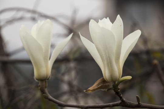 白玉兰花