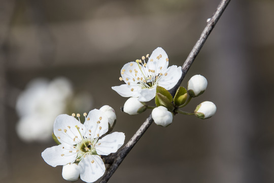 李子花