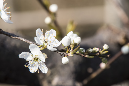 李子花