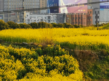 油菜花