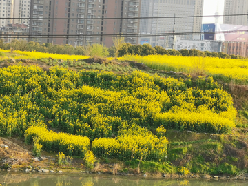 油菜花