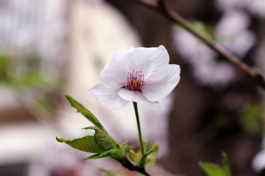 梦幻樱花特写