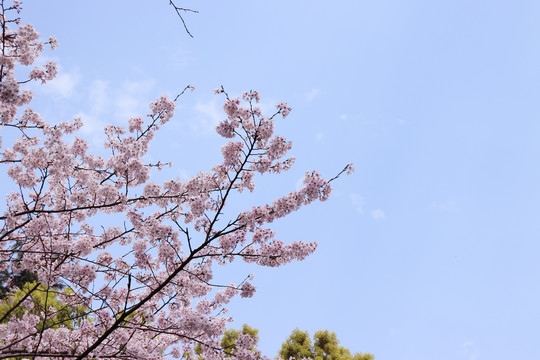蓝天下的樱花树唯美浪漫
