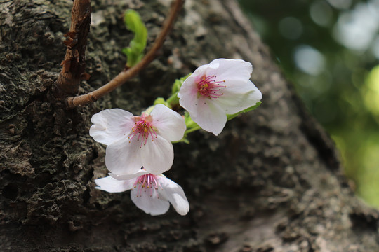 花卉特写樱花