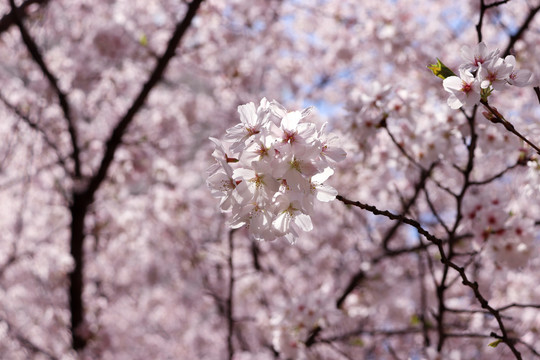 樱花特写