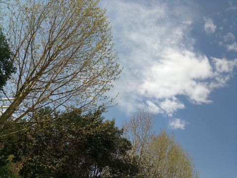 蓝天白云树木