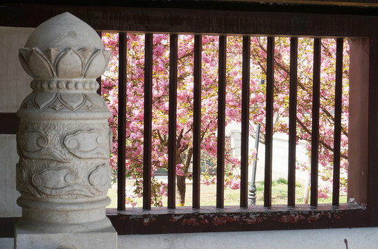 樱花和古寺