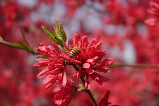 菊花桃