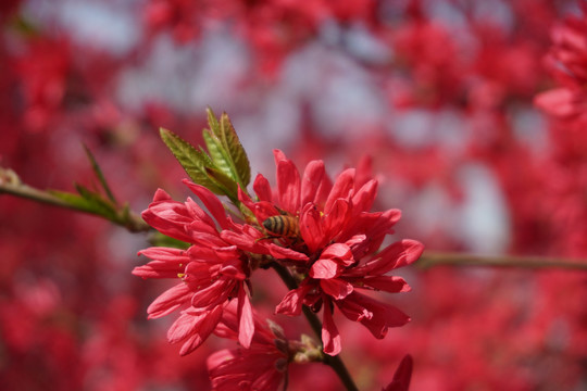 菊花桃