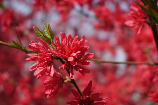 菊花桃