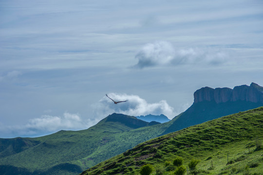 高原苍鹰