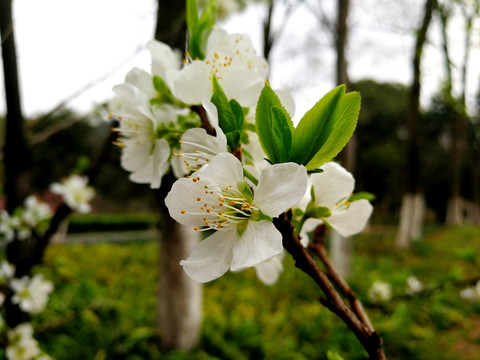 李子花