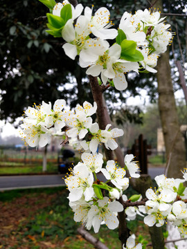 李子花