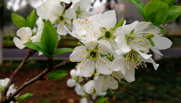 李子花