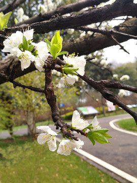 李子花