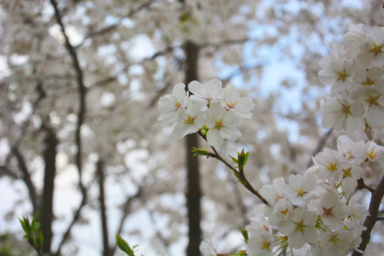 樱花