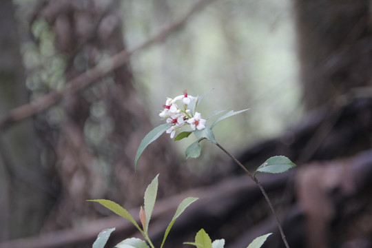 花卉