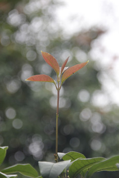 花卉