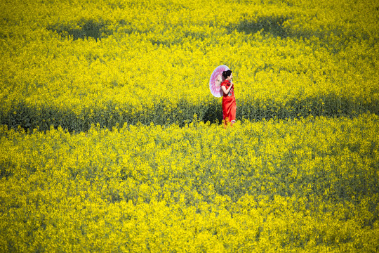 油菜花