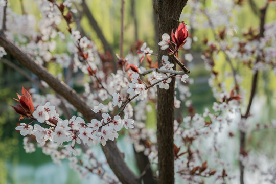 桃花