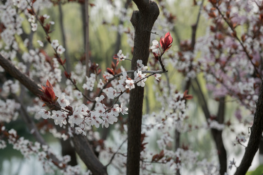 桃花