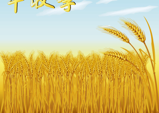麦子丰收季