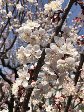 2019北京植物园桃花节